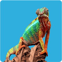 Panther Chameleon