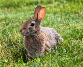 RabbitCategory