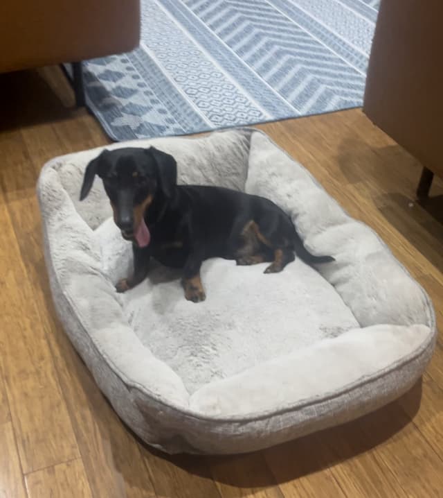 Friendly and playful one year year-old male dachshund