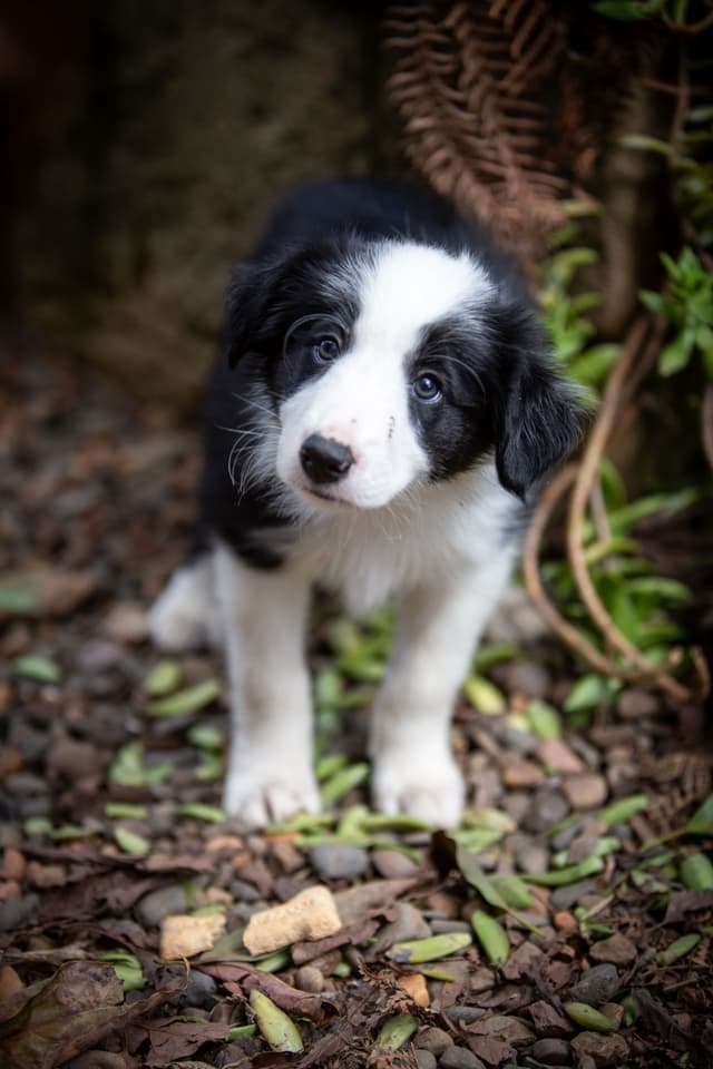 Female border collie