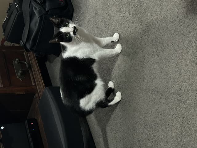 Cats: domestic short hair pair - brunswick