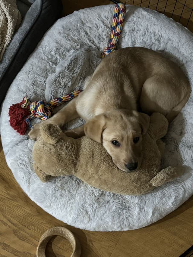 Lovely purebred labrador