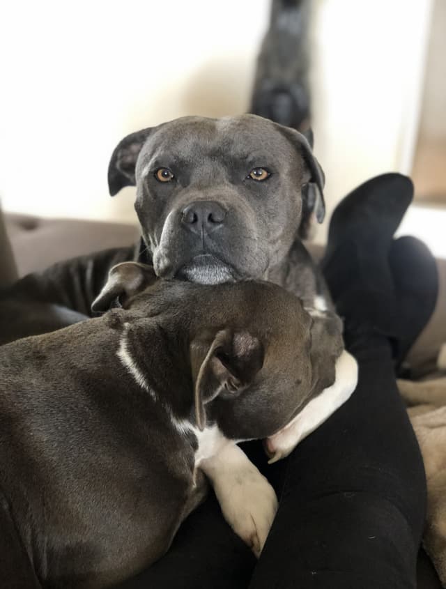 Fostering or adopting out our sweet boy ryder