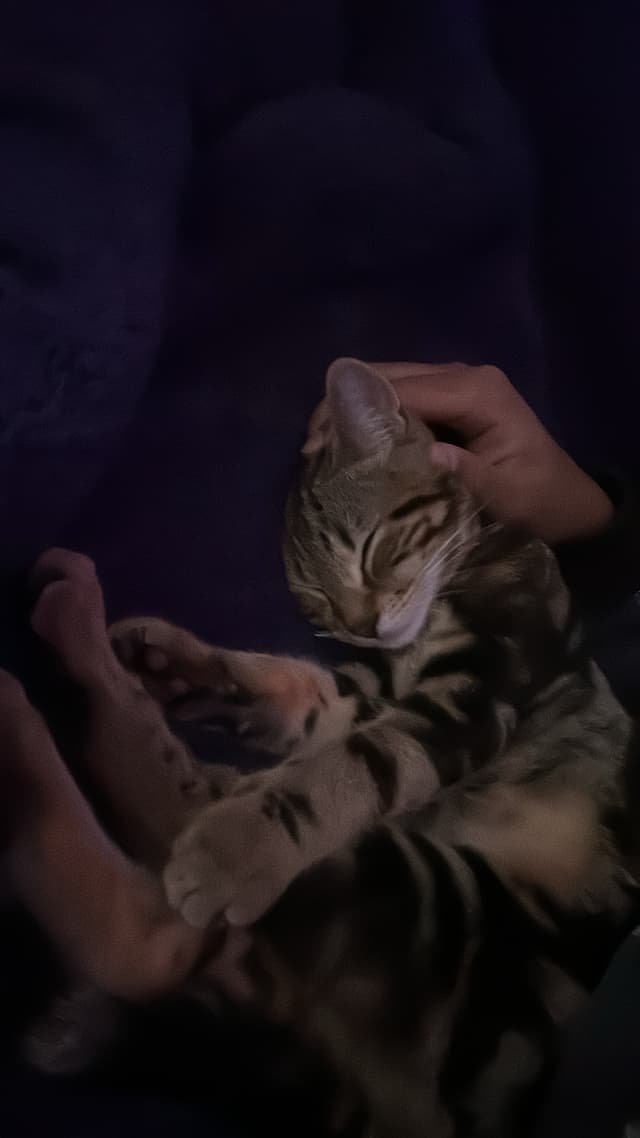 Bengal/shorthair - super playful and friendly kitten looking for a loving family