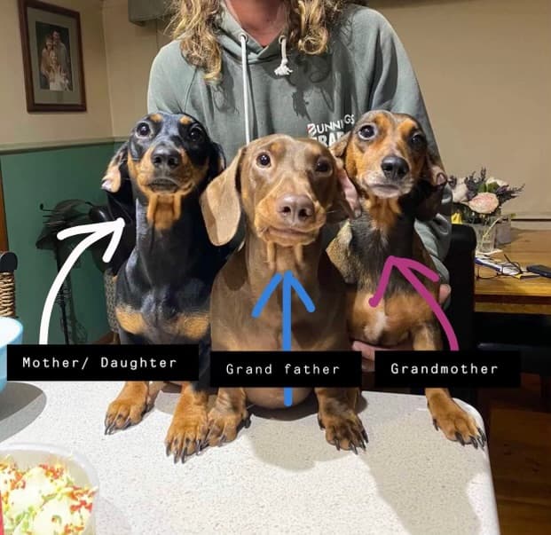 Female dachshund pups with care packs included